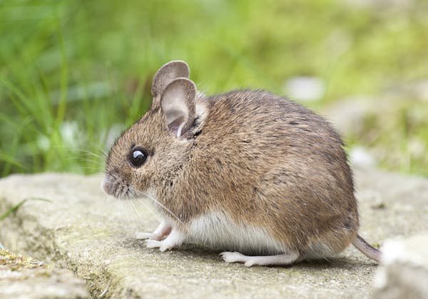 Souris qui rongent les fils électriques : comment les stopper ...